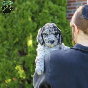 Ranger, Newfypoo Puppy